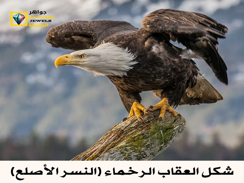 العقاب الرخماء (النسر الأصلع) كل ماتود معرفته حول هذا الطائر بالصور