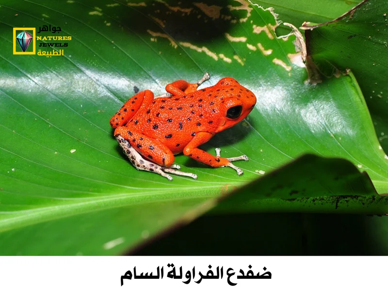 الضفدع السام: تعرف على 10 ضفادع سامة وخطيرة للغاية بالصور - جواهر طبيعية