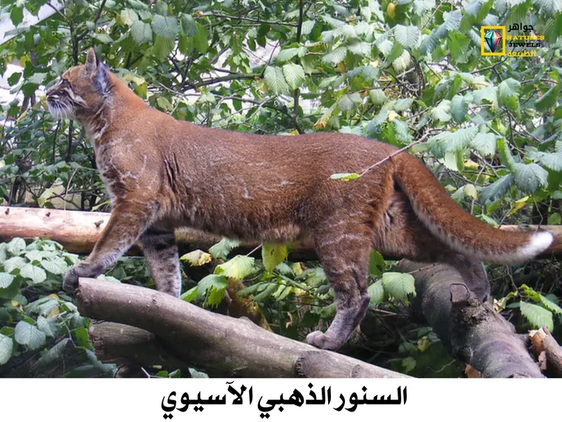 أنواع السنوريات: أغرب 10 قطط برية متوسطة الحجم بالصور