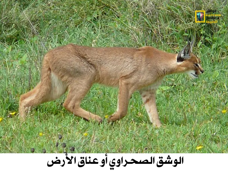 أنواع السنوريات: أغرب 10 قطط برية متوسطة الحجم بالصور