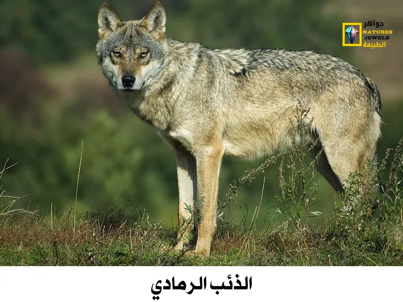 الذئب الرمادي: معلومات شاملة عن الذئاب بالصور - جواهر طبيعية