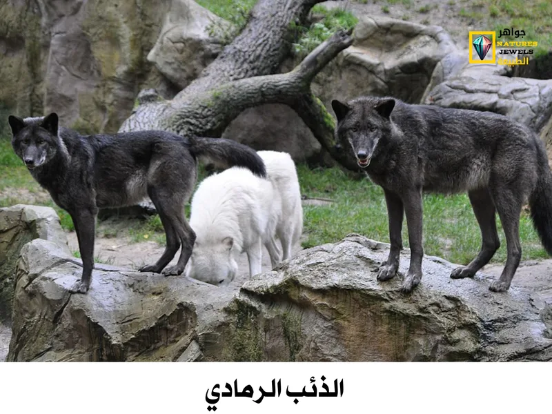 الذئب الرمادي: معلومات شاملة عن الذئاب بالصور - جواهر طبيعية