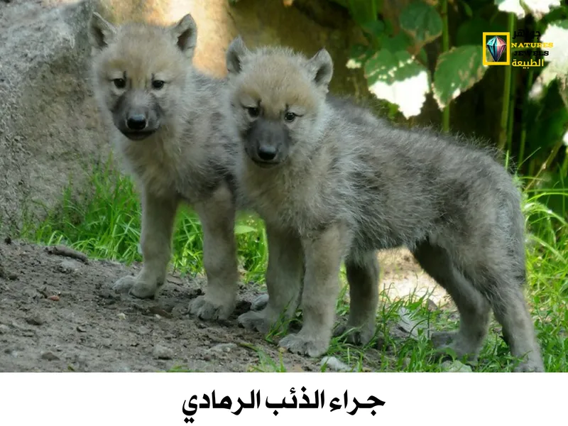 الذئب الرمادي: معلومات شاملة عن الذئاب بالصور - جواهر طبيعية