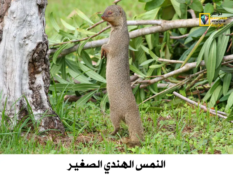 النمس الرمادي الهندي: تعرف على أنواع النمس الآسيوي بالصور - جواهر طبيعية