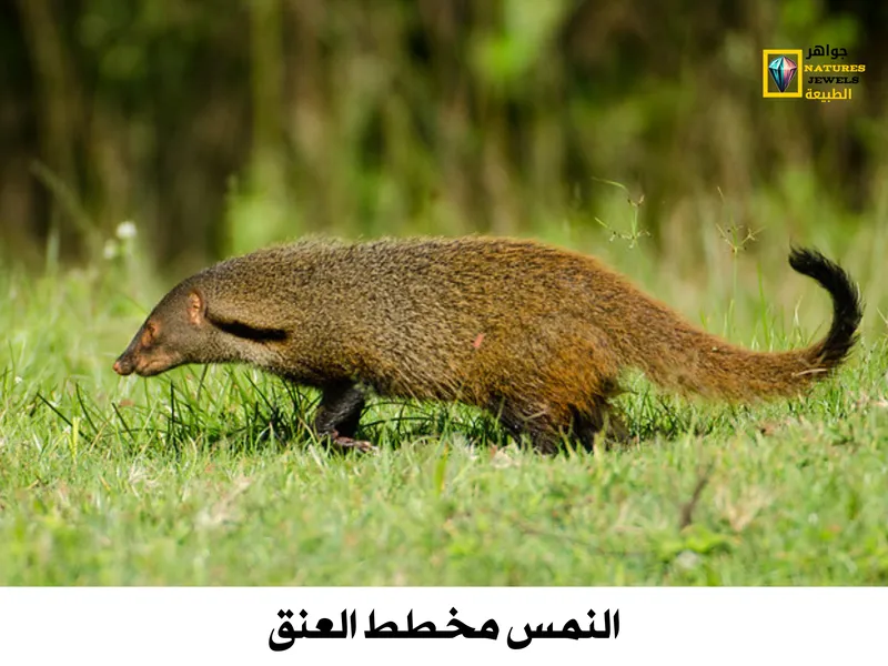 النمس الرمادي الهندي: تعرف على أنواع النمس الآسيوي بالصور - جواهر طبيعية