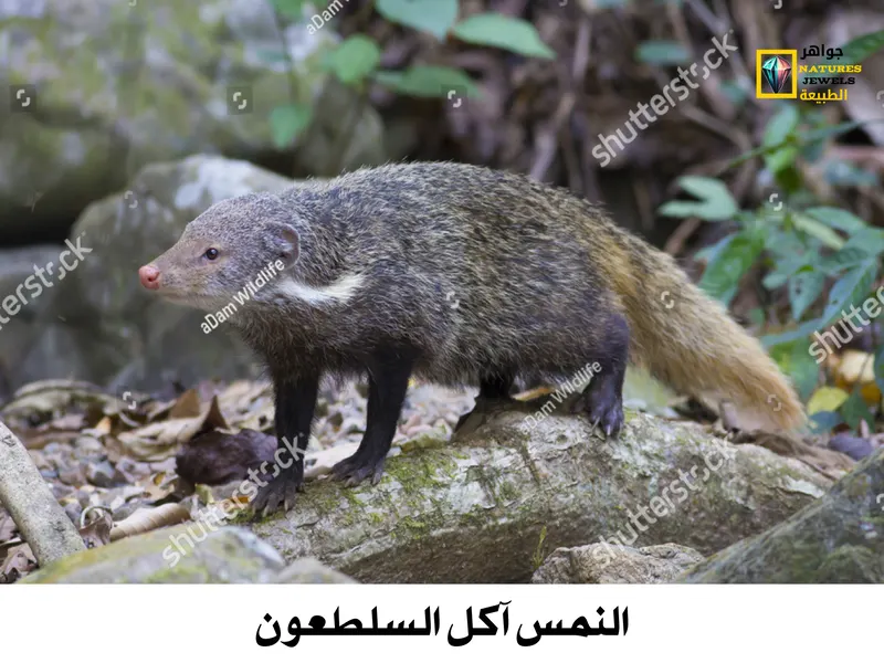 النمس الرمادي الهندي: تعرف على أنواع النمس الآسيوي بالصور - جواهر طبيعية