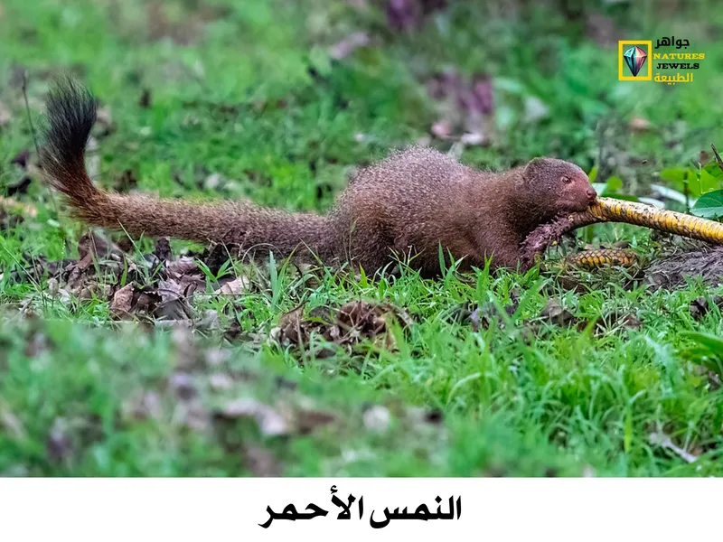 النمس الرمادي الهندي: تعرف على أنواع النمس الآسيوي بالصور - جواهر طبيعية