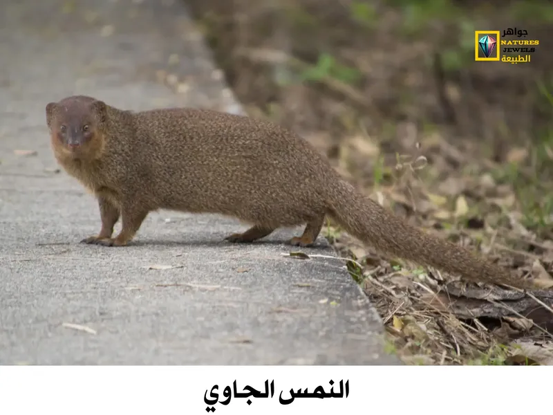 النمس الرمادي الهندي: تعرف على أنواع النمس الآسيوي بالصور - جواهر طبيعية