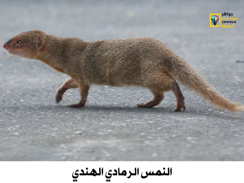 النمس الرمادي الهندي: تعرف على أنواع النمس الآسيوي بالصور - جواهر طبيعية