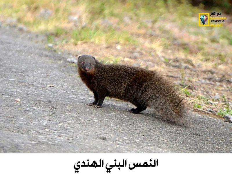 النمس الرمادي الهندي: تعرف على أنواع النمس الآسيوي بالصور - جواهر طبيعية