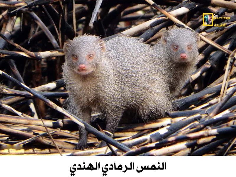 النمس الرمادي الهندي: تعرف على أنواع النمس الآسيوي بالصور - جواهر طبيعية
