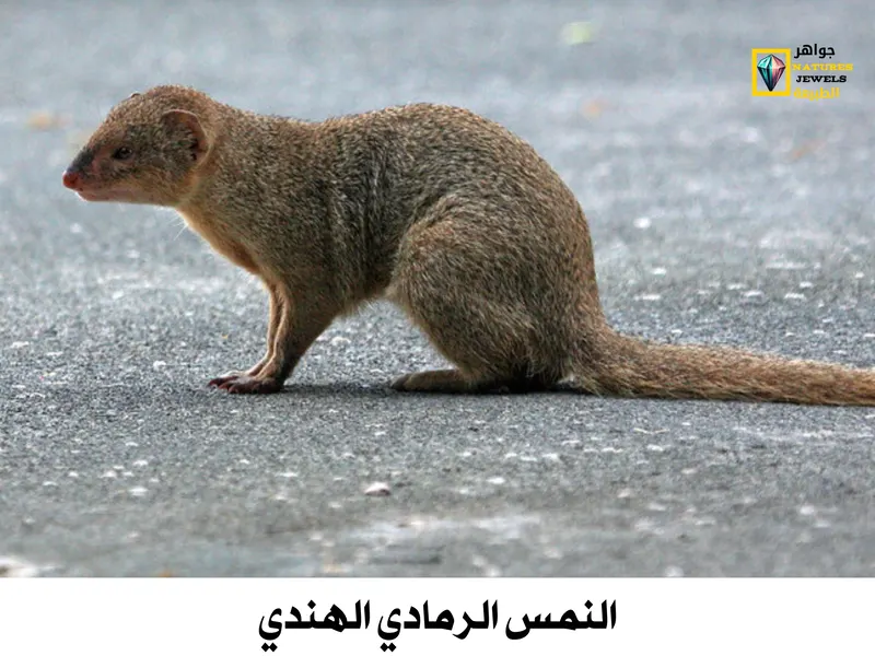النمس الرمادي الهندي: تعرف على أنواع النمس الآسيوي بالصور - جواهر طبيعية
