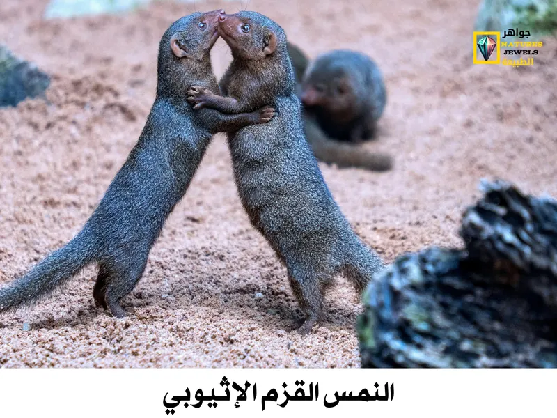 النمس القزم الشائع: أصغر عضو في رتبة آكلات اللحوم في أفريقيا - جواهر طبيعية