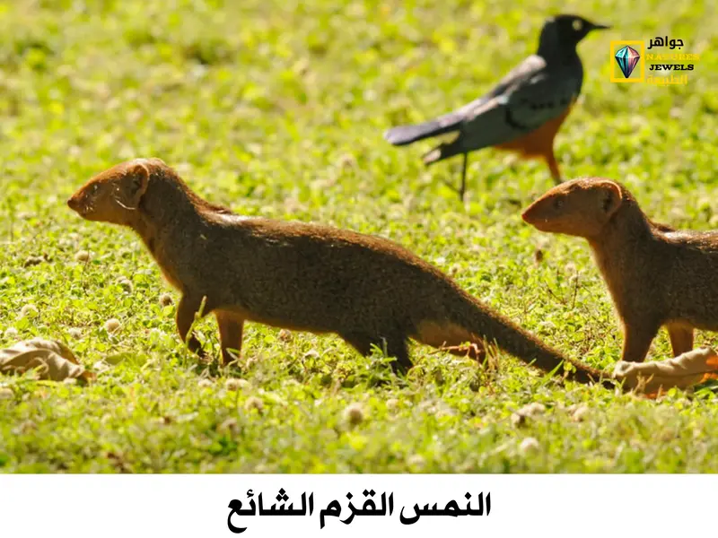 النمس القزم الشائع: أصغر عضو في رتبة آكلات اللحوم في أفريقيا - جواهر طبيعية