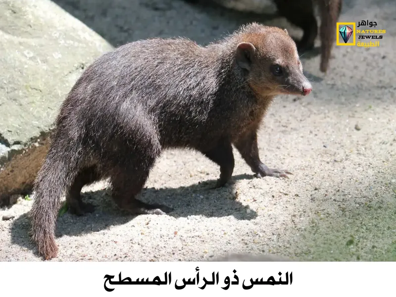 النمس طويل الأنف: تعرف على أغرب حيوان أليف في العالم - جواهر طبيعية