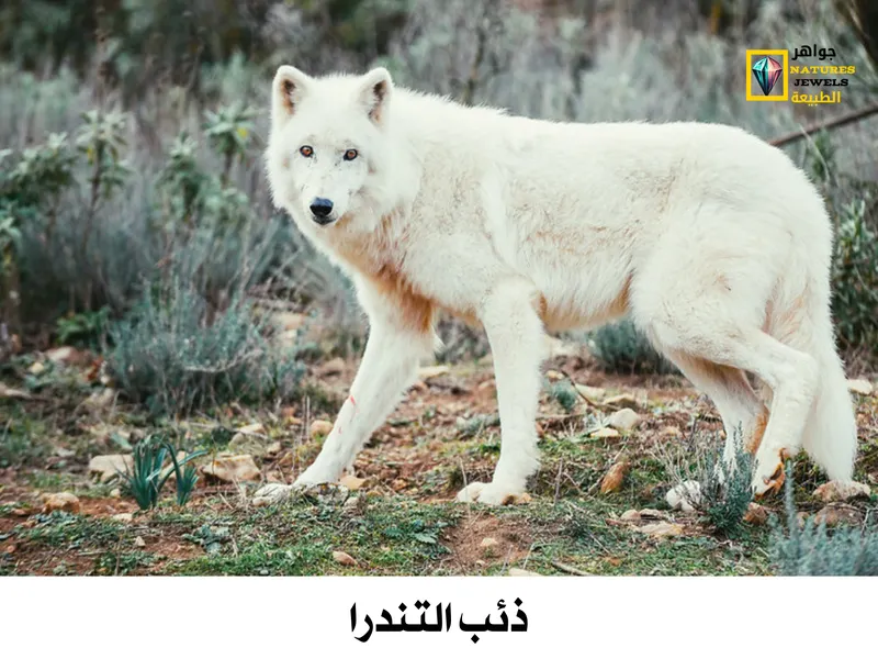 تعرف على جميع أنواع الذئاب في أوراسيا بالصور - جواهر طبيعية