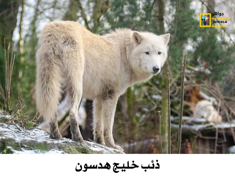 تعرف على جميع الأنواع الفرعية للذئب الرمادي في أمريكا الشمالية بالصور ...