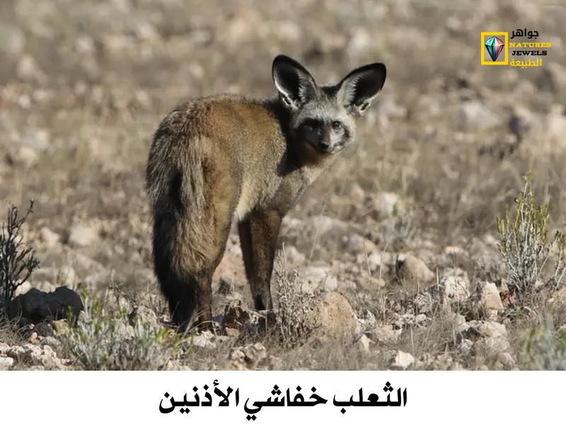 الثعلب خفاشي الأذنين: حقائق مذهلة وصور رائعة في البراري الأفريقية