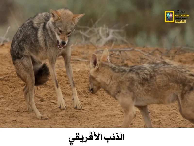 الذئب الأفريقي: تعرف على حيوان الوعوع المفترس بالصور