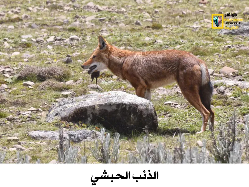 الذئب الحبشي: تعرف على الذئب النادر المهدد بالانقراض بالصور