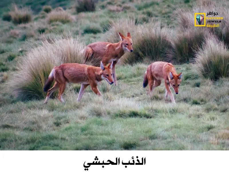 الذئب الحبشي: تعرف على الذئب النادر المهدد بالانقراض بالصور