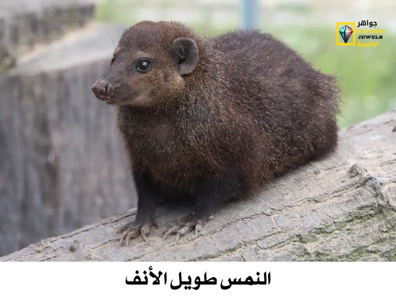 النمس طويل الأنف: تعرف على أغرب حيوان أليف في أفريقيا