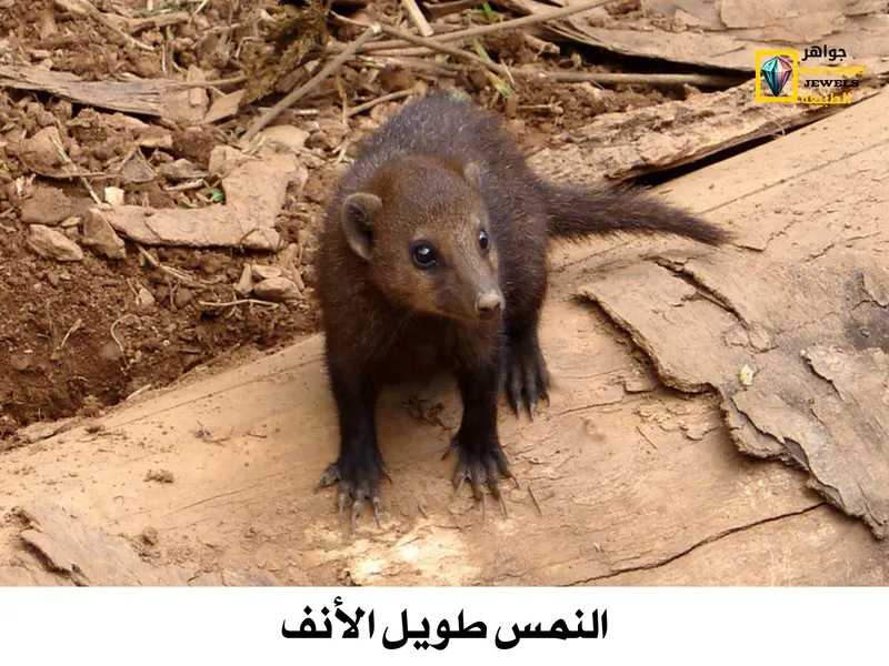 النمس طويل الأنف: تعرف على أغرب حيوان أليف في أفريقيا