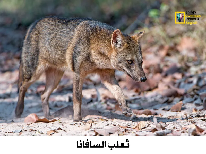 ثعلب السافانا: تعرف على جميع ثعالب أمريكا الجنوبية بالصور