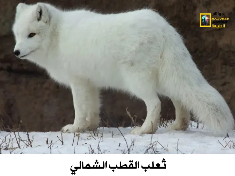 ثعلب القطب الشمالي: معلومات شاملة عن الثعلب الأبيض بالصور