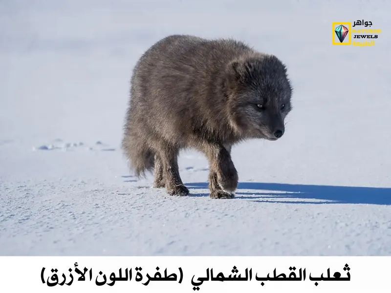 ثعلب القطب الشمالي: معلومات شاملة عن الثعلب الأبيض بالصور