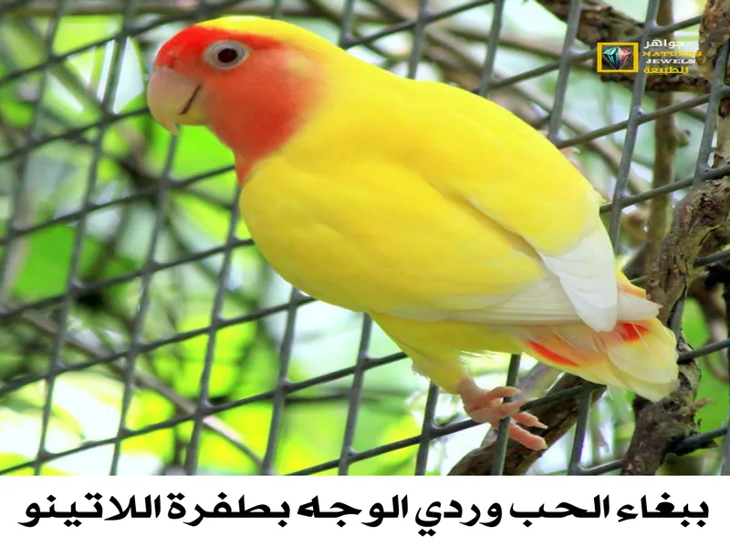 سعر ببغاء الروز: دليل شامل لأسعار هذه الطيور المحبوبة - جواهر طبيعية