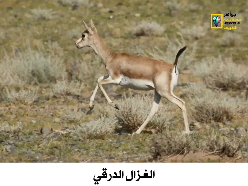 الغزال الدرقي: معلومات شاملة عن الغزال الفارسي بالصور