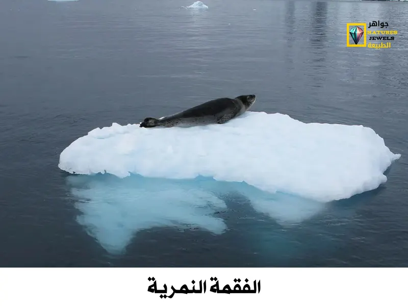 الفقمة النمرية: معلومات عن المفترس الأقوى في القطب الجنوبي بالصور