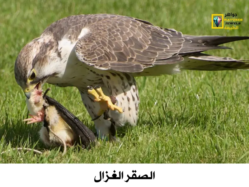 صقر الغزال: تعرف على الصقر المفضل عند العرب بالصور