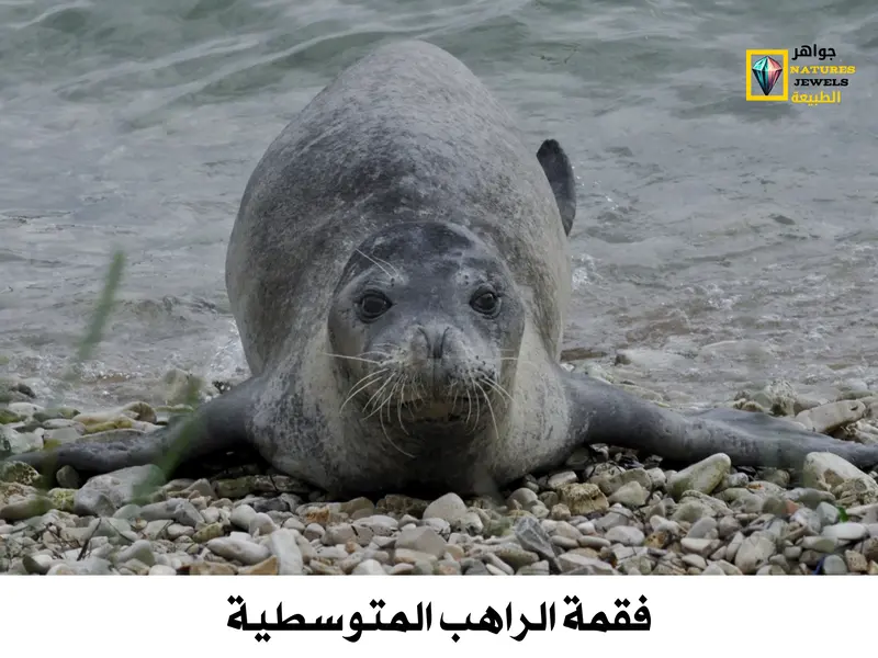 فقمة الراهب المتوسطية: معلومات عن أندر أنواع الفقمات بالصور