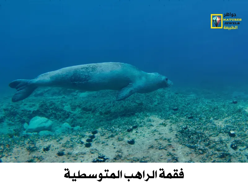 فقمة الراهب المتوسطية: معلومات عن أندر أنواع الفقمات بالصور