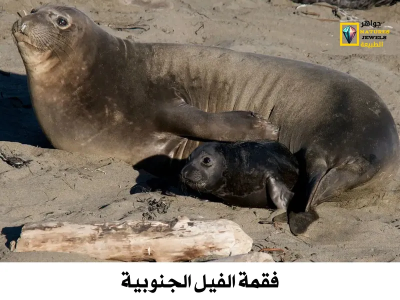 فقمة الفيل الجنوبية: معلومات عن أضخم آكل لحوم في العالم بالصور