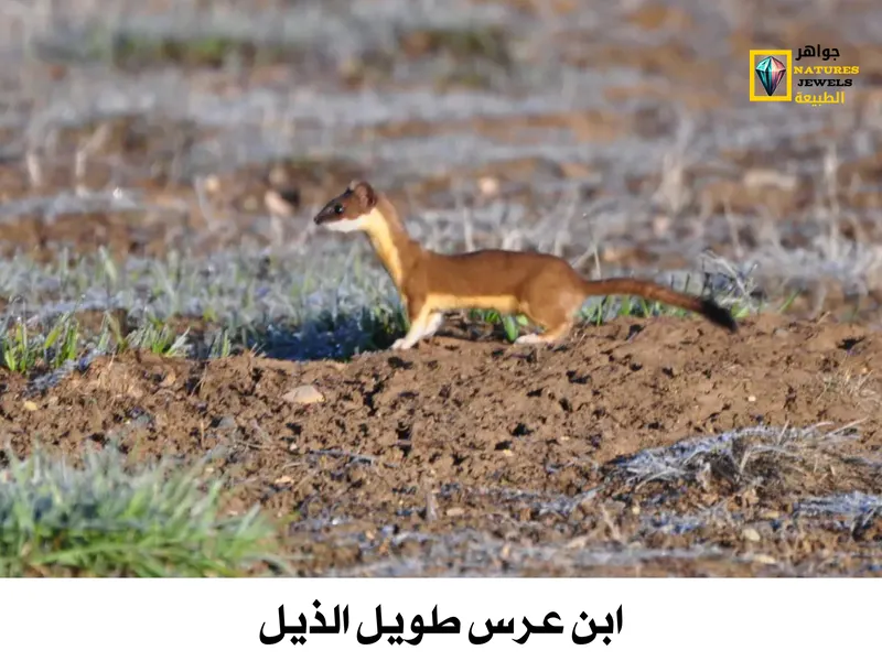 معلومات شاملة عن ابن عرس طويل الذيل بالصور