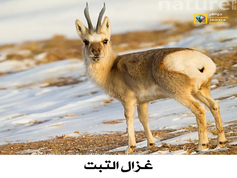 الغزال المنغولي: معلومات وحقائق عن هذا الكائن الرائع بالصور