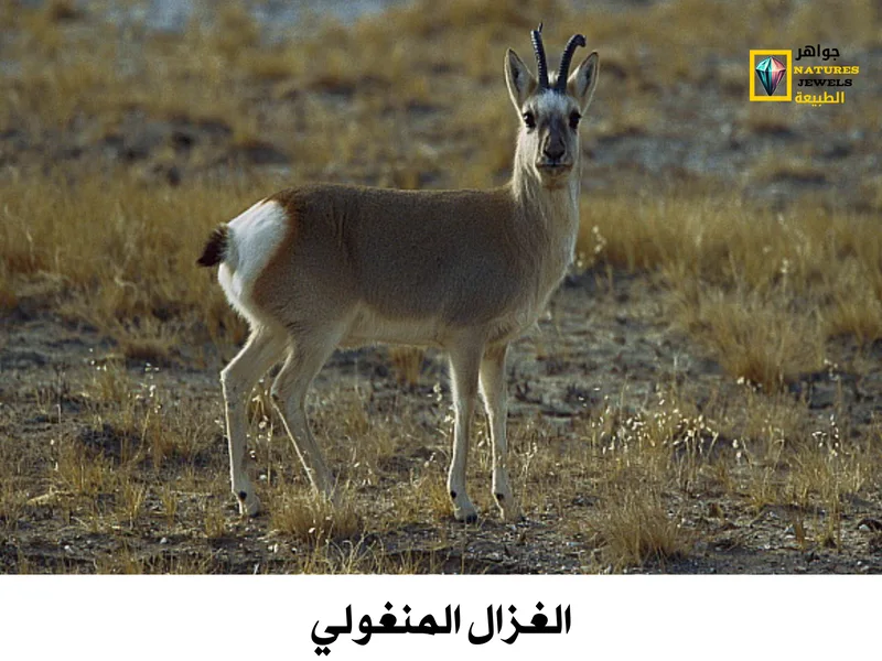 الغزال المنغولي: معلومات وحقائق عن هذا الكائن الرائع بالصور