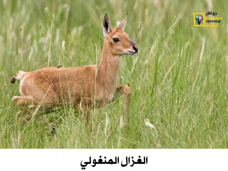 الغزال المنغولي: معلومات وحقائق عن هذا الكائن الرائع بالصور