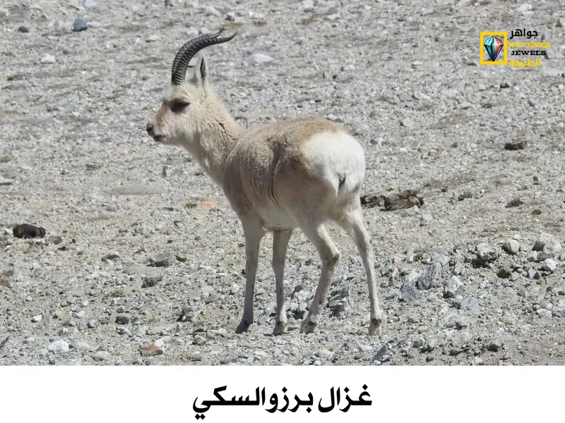 الغزال المنغولي: معلومات وحقائق عن هذا الكائن الرائع بالصور