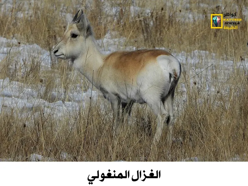 الغزال المنغولي: معلومات وحقائق عن هذا الكائن الرائع بالصور