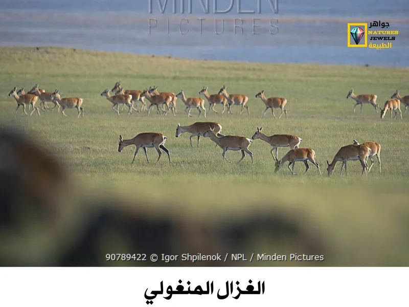 الغزال المنغولي: معلومات وحقائق عن هذا الكائن الرائع بالصور