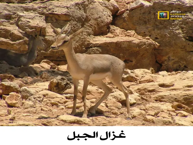 غزال الجبل: معلومات شاملة عن غزال الجبل فلسطيني بالصور