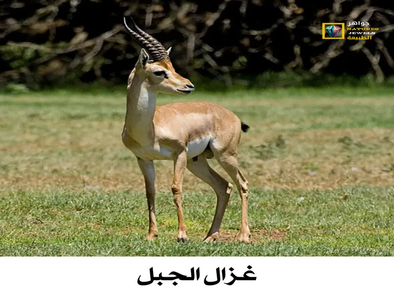 غزال الجبل: معلومات شاملة عن غزال الجبل فلسطيني بالصور