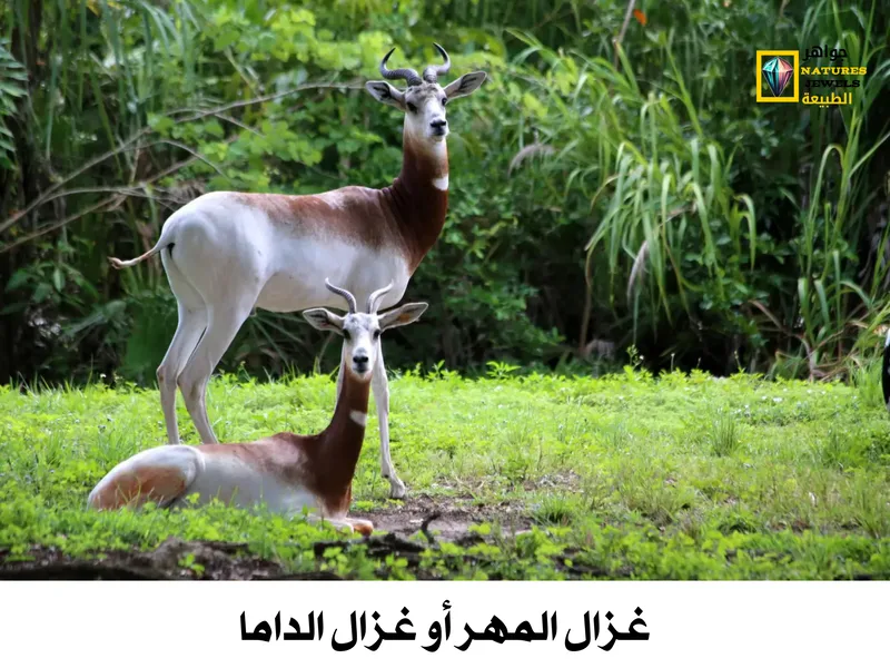 غزال المهر: معلومات عن غزال الداما أكبر أنواع الغزلان بالصور