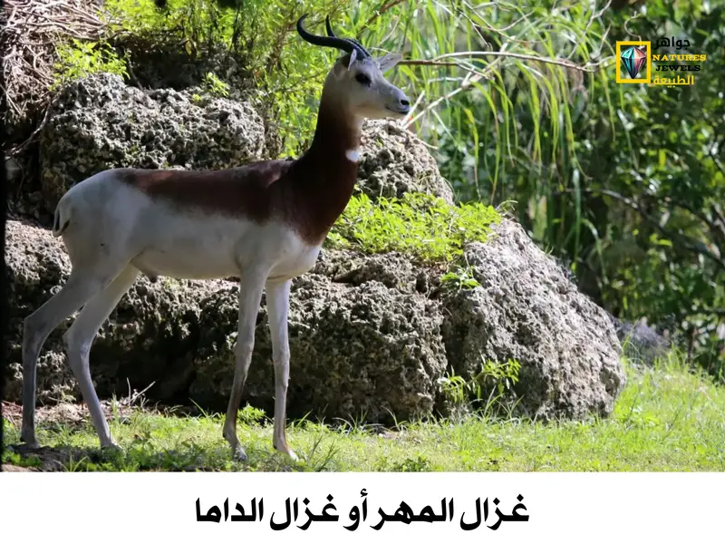 غزال المهر: معلومات عن غزال الداما أكبر أنواع الغزلان بالصور